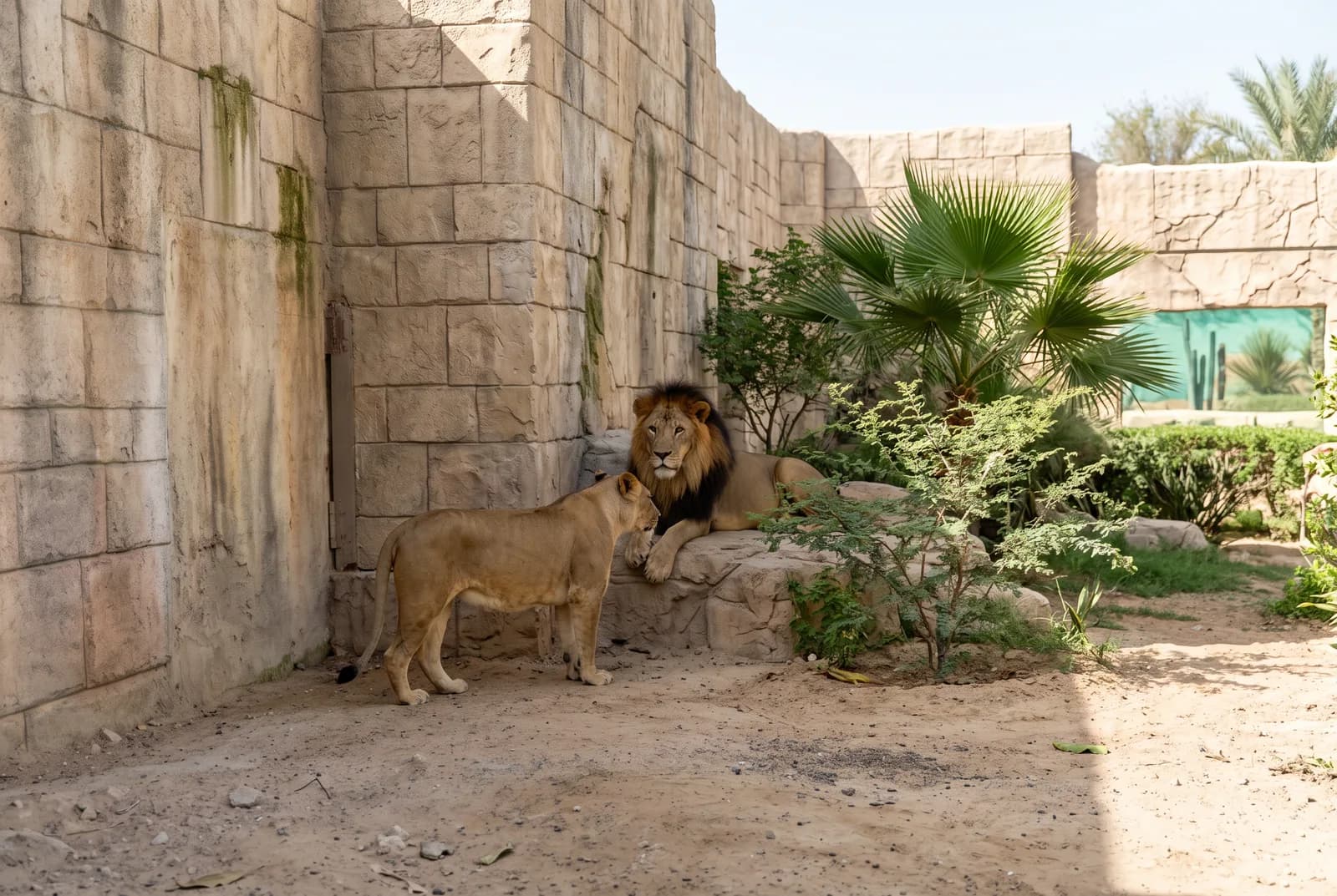 Wildlife in an enclosure with stone walls and vegetation